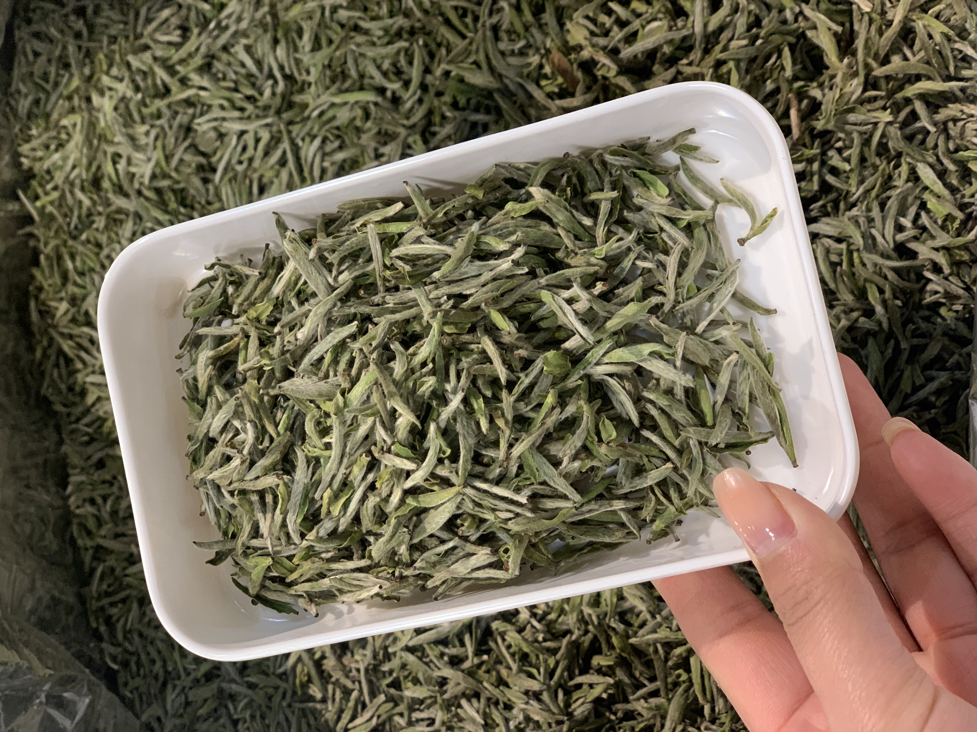 精选茶叶指南：为长辈挑选最合适的健康茶饮(图1)