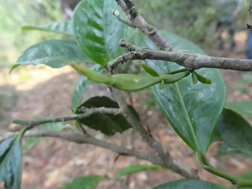 中秋茶香四溢：精选茶叶促销，品味传统与健康的完美结合(图1)