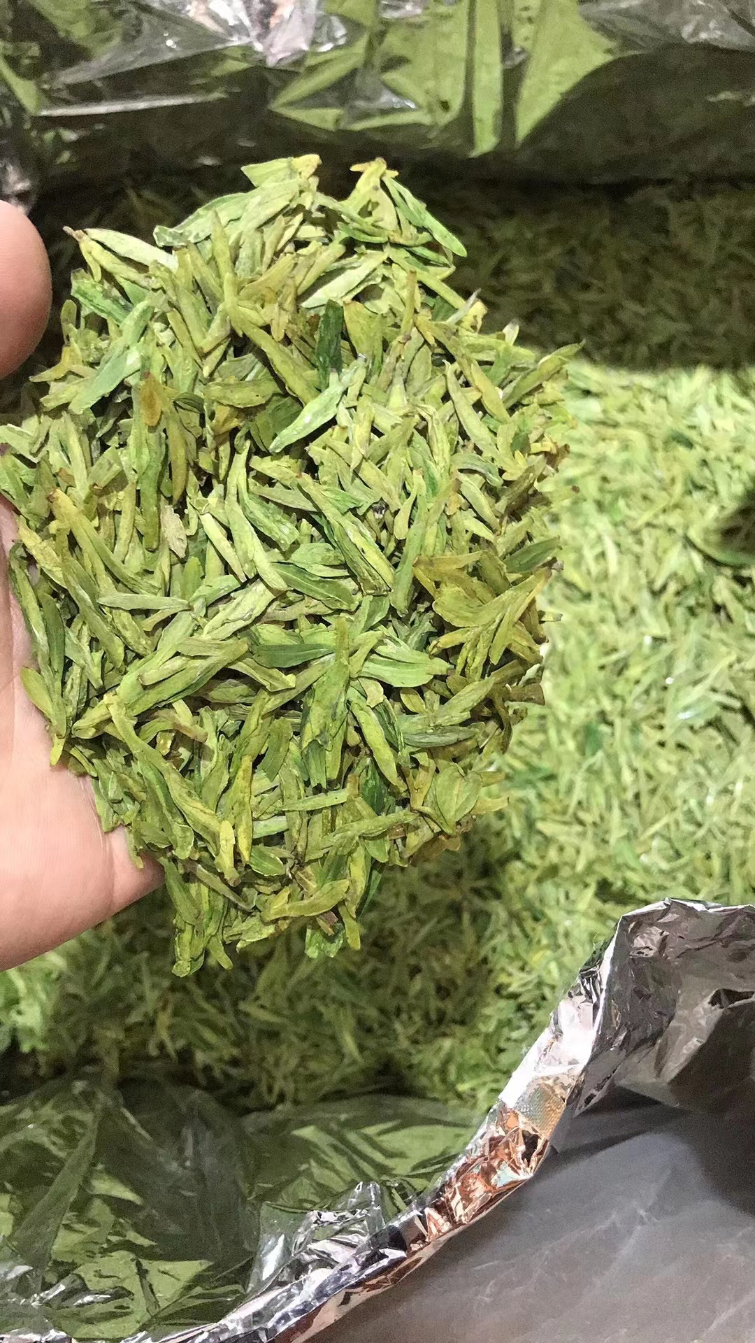 黄金芽茶叶全解析：品种、产地与冲泡技巧一网打尽！(图1)