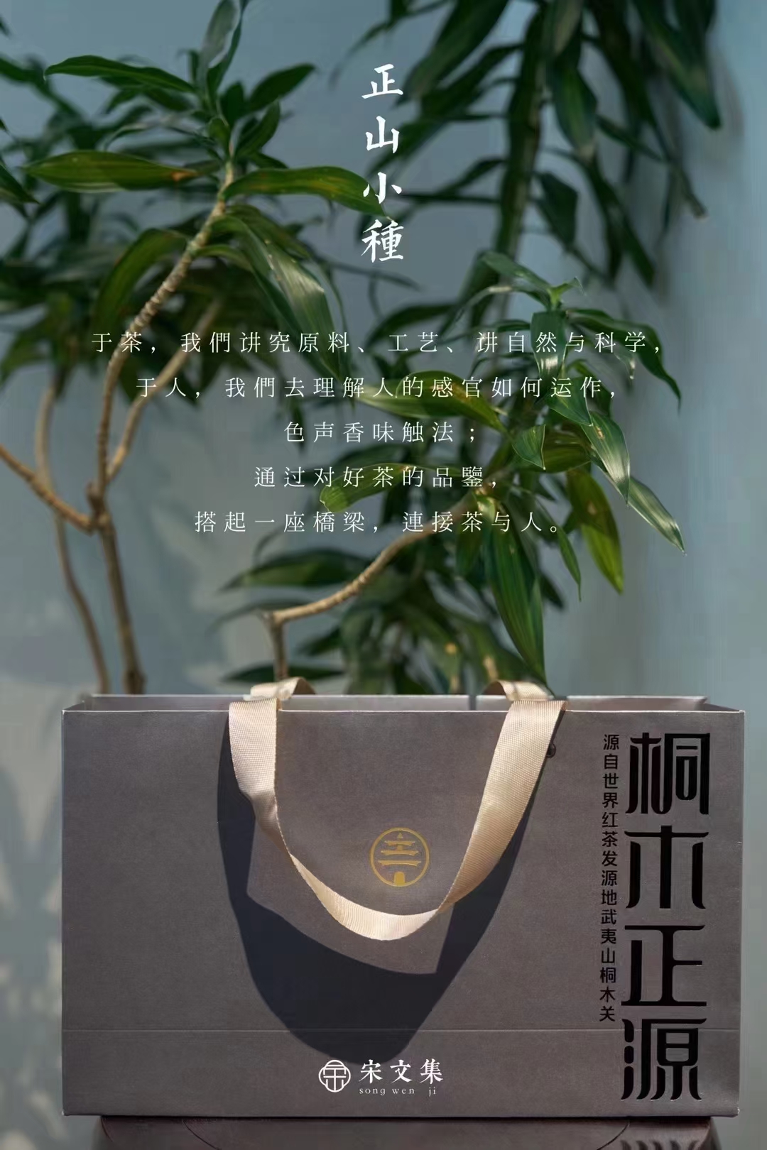 单株先生茶叶：揭秘顶级单株茶的独特魅力与品鉴技巧(图1)