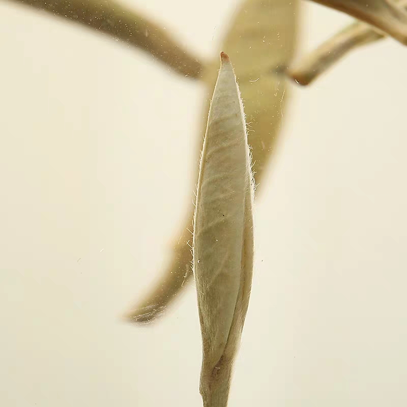 乌龙茶的全方位解析：从品种到品鉴，深度探索其独特风味(图1)