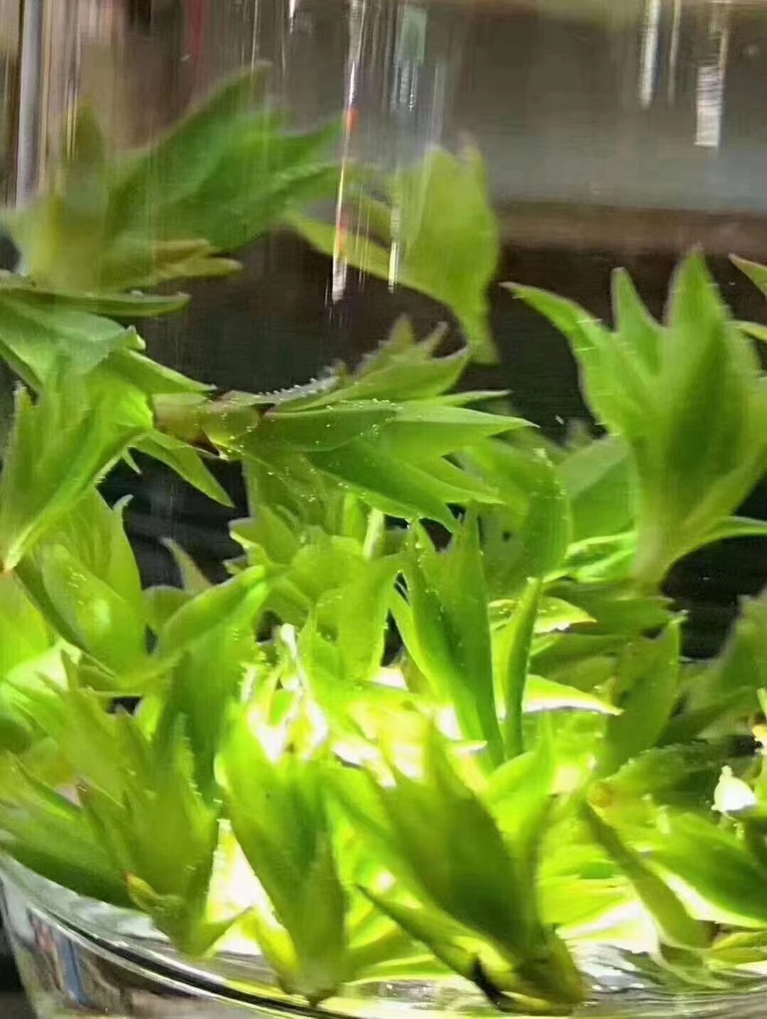 定清茶叶：探索其独特制作工艺与健康益处的全面指南(图1)