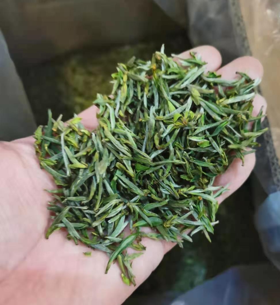 广西茶叶社团：探索本地茶文化的独特魅力与传承(图1)
