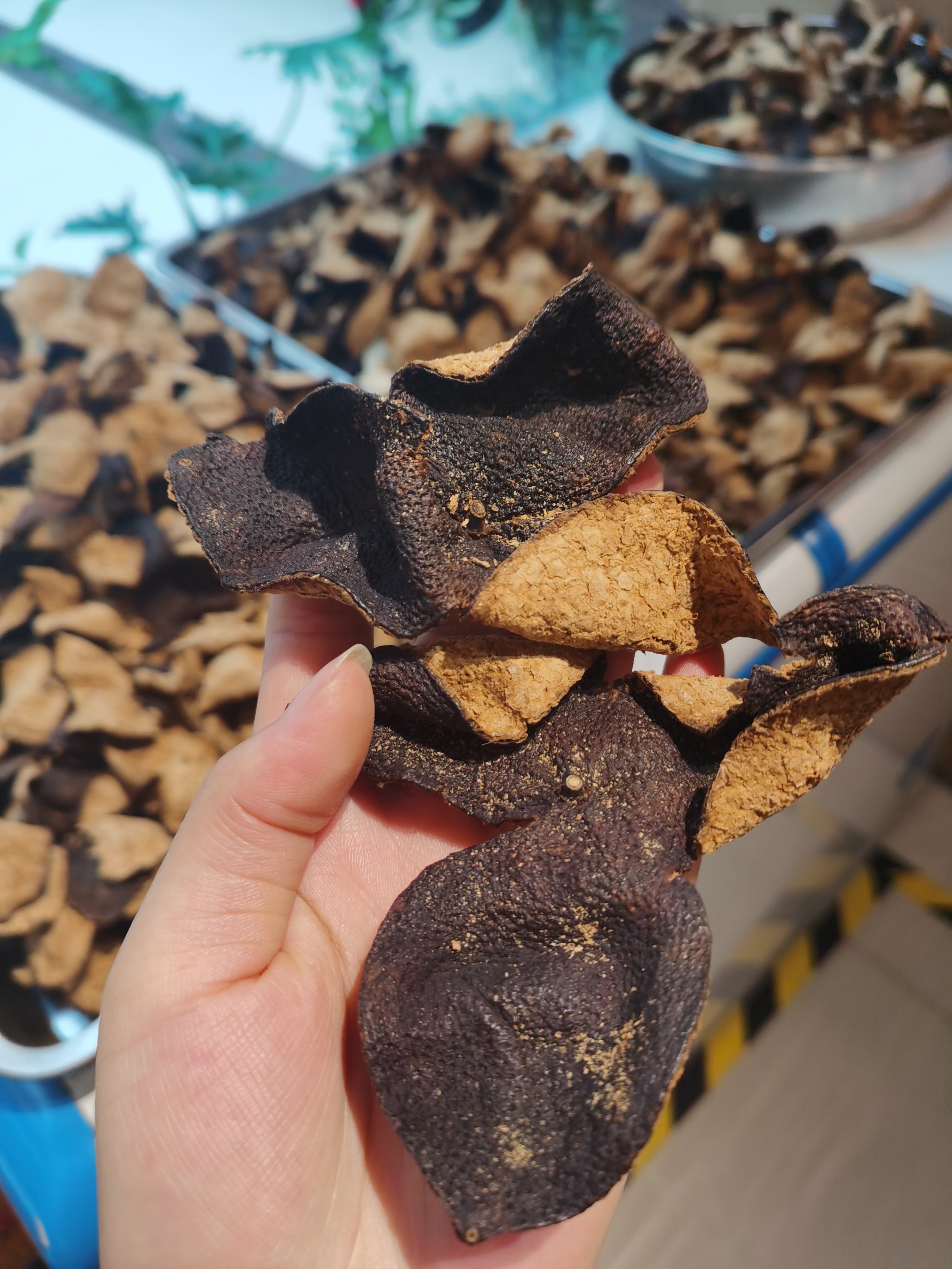 茶叶公司职员的日常：揭秘从茶园到茶杯的全过程(图1)