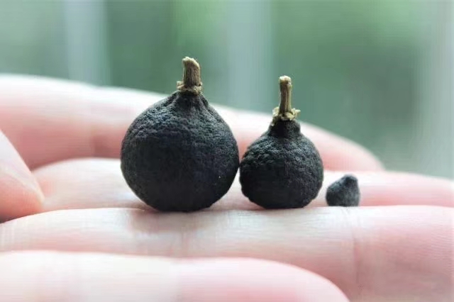 探秘顶级茶厂：从茶园到茶杯，名牌茶叶的精致工艺全解析(图1)