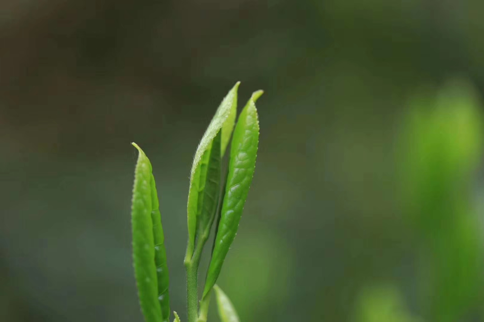 天台云雾茶：探秘高山绿茶的独特魅力与制作工艺(图1)