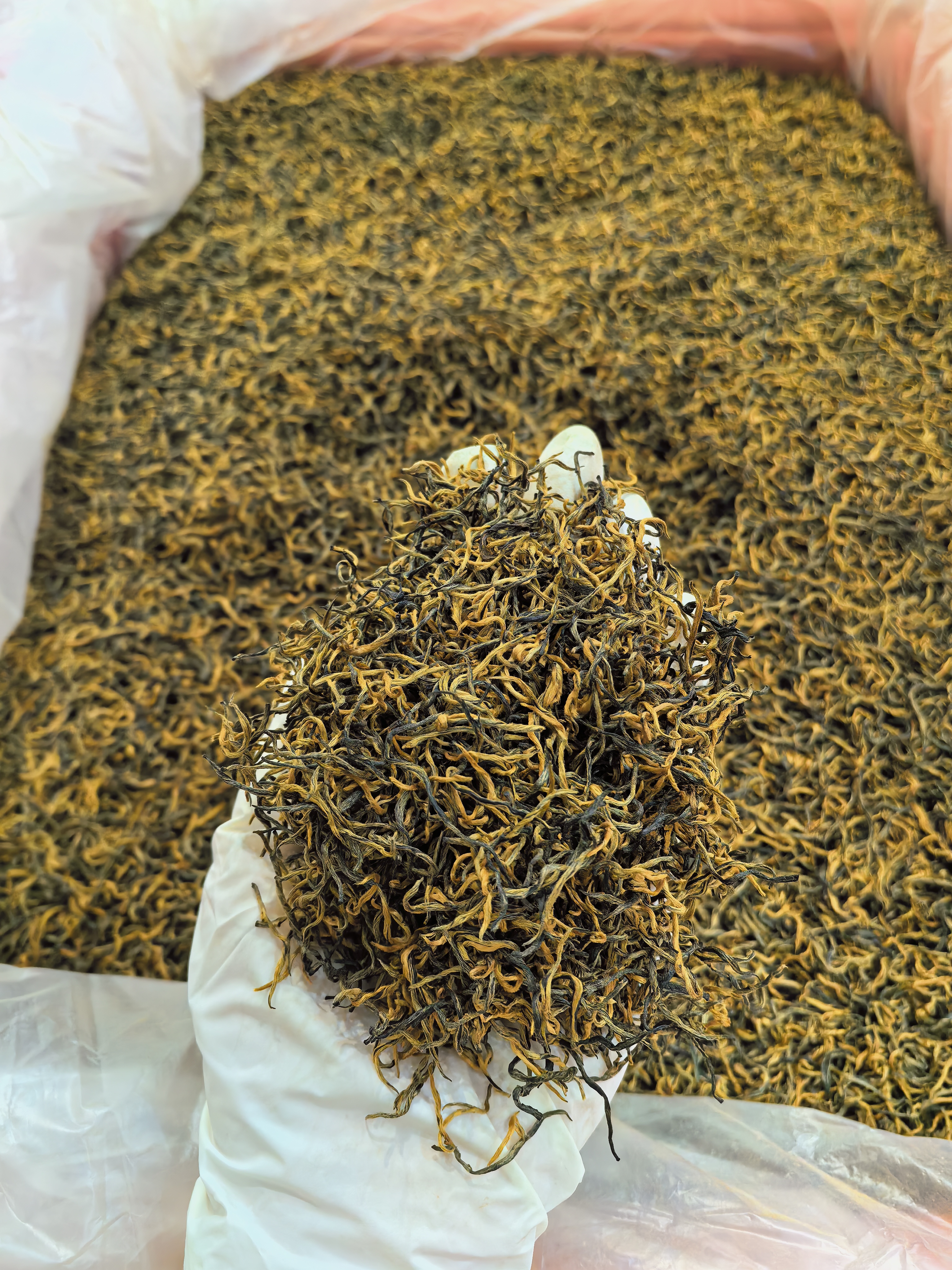 秋茶采摘指南：如何选择最佳时机与技巧(图1)
