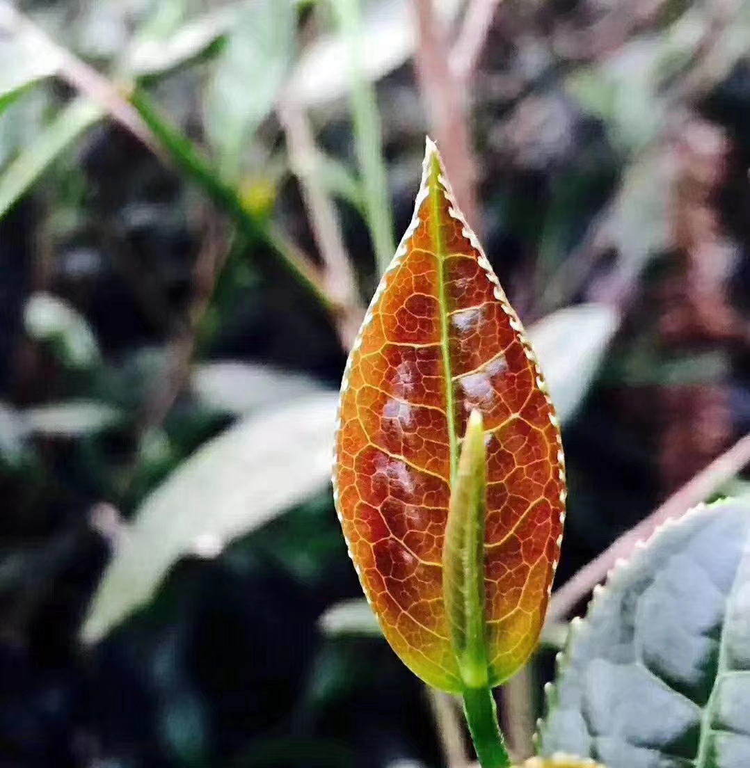 印尼顶级茶叶探秘：从火山土壤到独特风味，全面解析其卓越品质(图1)