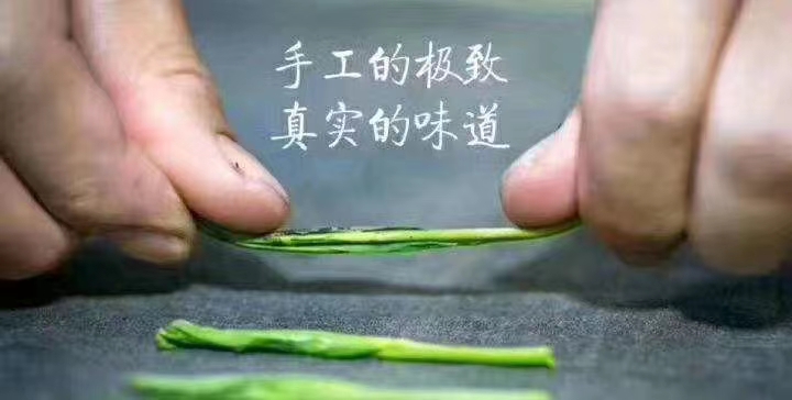 白茶的精致之旅：探索从嫩芽到佳茗的品质奥秘(图1)