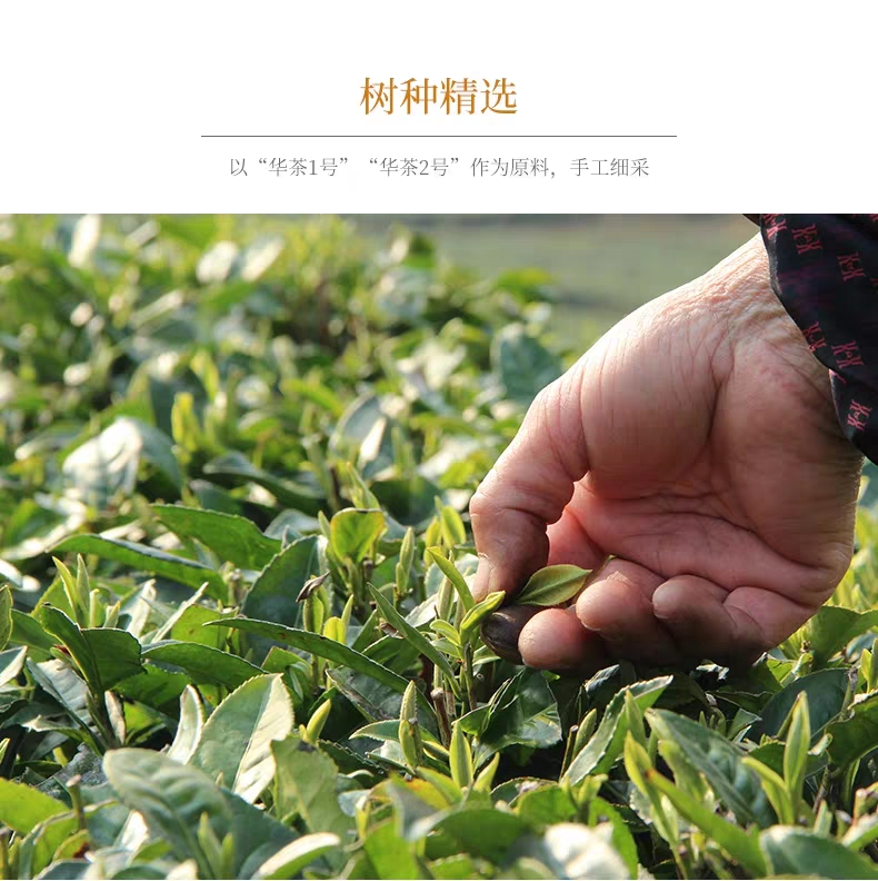 普洱茶叶种花全攻略：从选种到养护，打造专属茶花园！(图1)