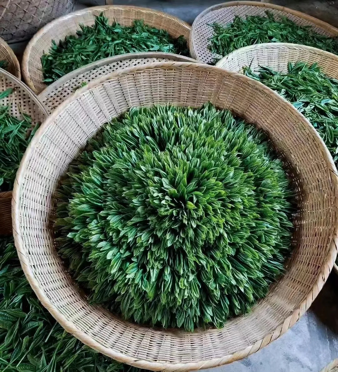 浙南茶叶市场闭市背后的原因与影响：深度解析(图1)