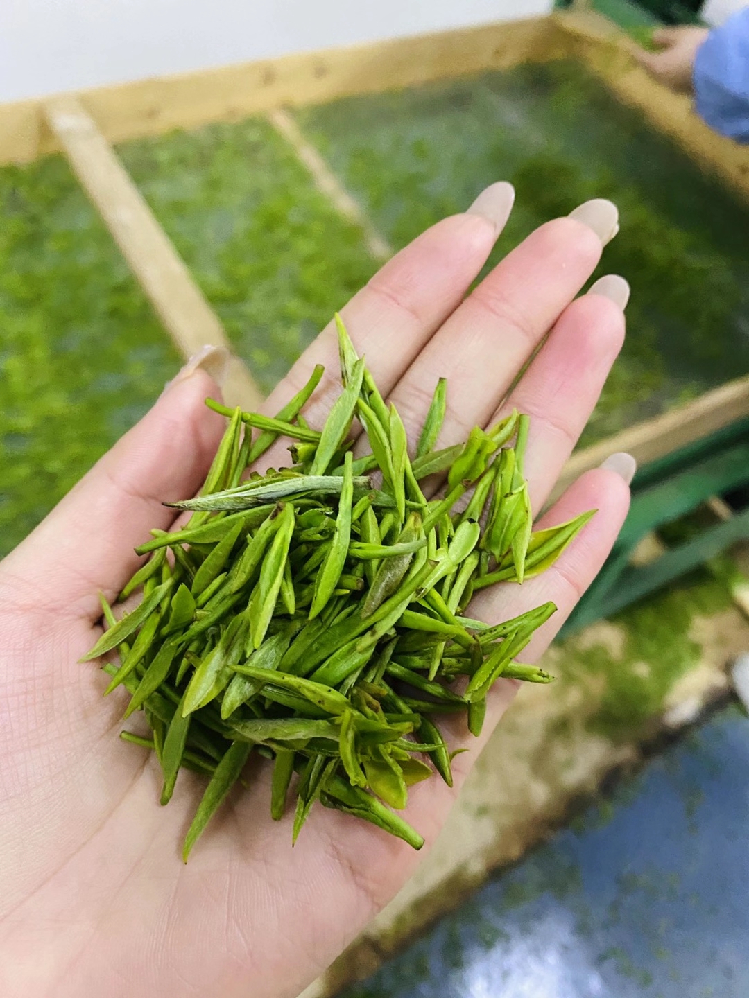 合肥茶叶文化探秘：皖ICP认证的优质茶叶产地与品鉴指南(图1)