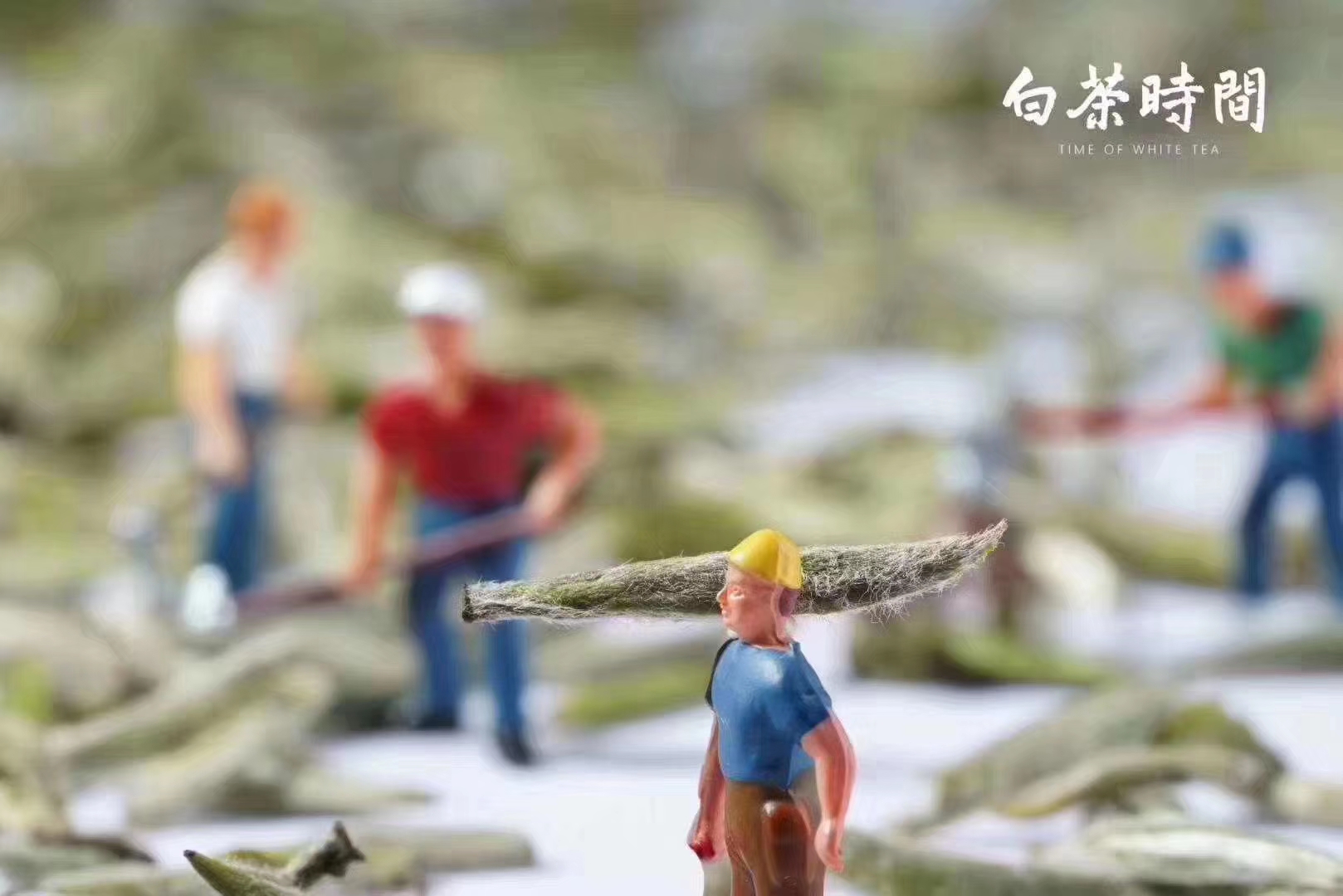 太原会龙茶：探秘山西特色绿茶的独特魅力与冲泡艺术(图1)