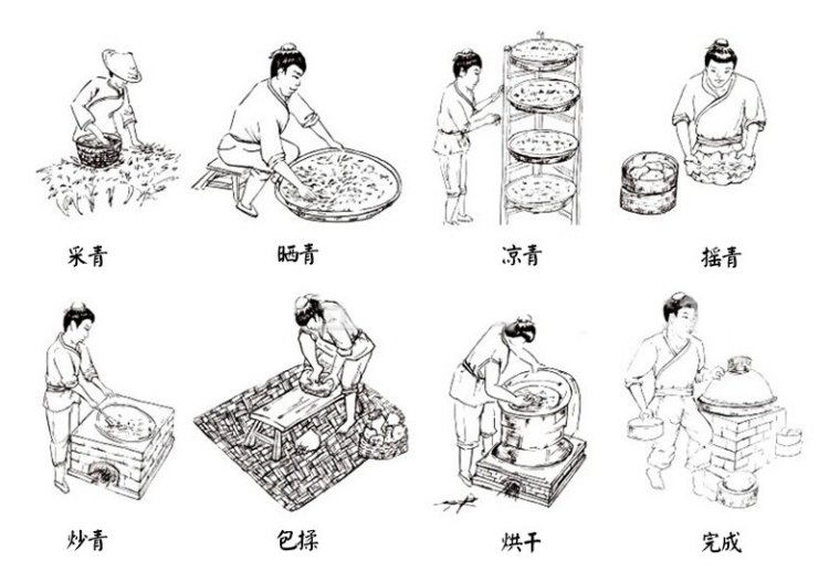 铁观音（红心观音、红样观音）(图2)