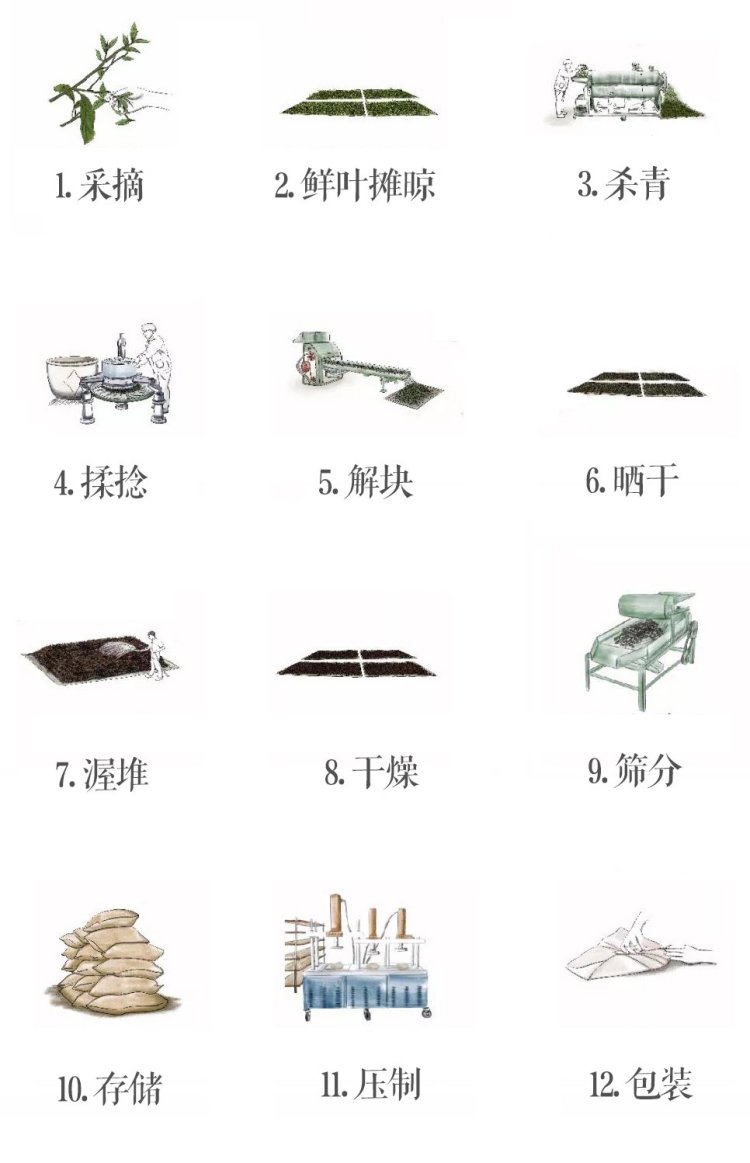 易武普洱茶(图2)